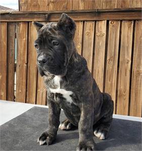 Potty trained Cane Corso puppies 