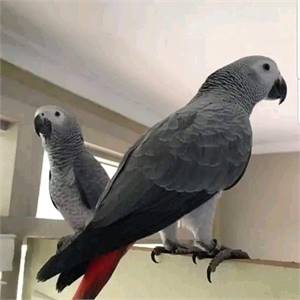 African grey parrot 