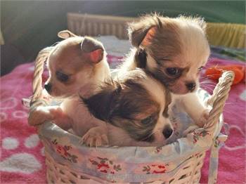 Adorable chihuahua puppies seeking homes