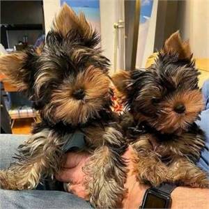 Yorkie Puppies For X-Mas