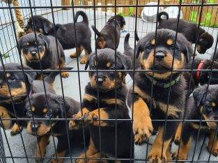 AKC Reg. Rottweiler Puppies