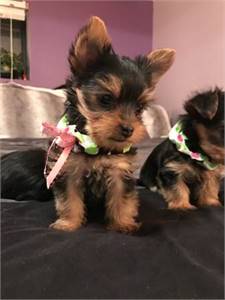 Yorkie Puppies For Christmas