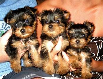 Yorkie Puppies ready for sale